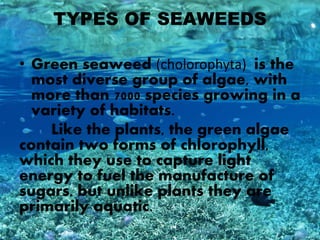 Green seaweeds are directly eatable
by people. On some occasions they
are used as a great source for
fertilizer and also u...
