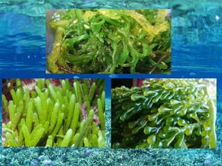 Seaweed | PPT