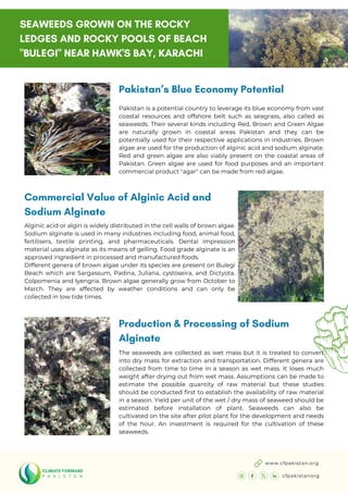 Pakistan’s Blue Economy Potential
Pakistan is a potential country to leverage its blue economy from vast
coastal resources and offshore belt such as seagrass, also called as
seaweeds. Their several kinds including Red, Brown and Green Algae
are naturally grown in coastal areas Pakistan and they can be
potentially used for their respective applications in industries. Brown
algae are used for the production of alginic acid and sodium alginate.
Red and green algae are also viably present on the coastal areas of
Pakistan. Green algae are used for food purposes and an important
commercial product "agar" can be made from red algae.
Production & Processing of Sodium
Alginate
The seaweeds are collected as wet mass but it is treated to convert
into dry mass for extraction and transportation. Different genera are
collected from time to time in a season as wet mass. It loses much
weight after drying out from wet mass. Assumptions can be made to
estimate the possible quantity of raw material but these studies
should be conducted first to establish the availability of raw material
in a season. Yield per unit of the wet / dry mass of seaweed should be
estimated before installation of plant. Seaweeds can also be
cultivated on the site after pilot plant for the development and needs
of the hour. An investment is required for the cultivation of these
seaweeds.
Commercial Value of Alginic Acid and
Sodium Alginate
Alginic acid or algin is widely distributed in the cell walls of brown algae.
Sodium alginate is used in many industries including food, animal food,
fertilisers, textile printing, and pharmaceuticals. Dental impression
material uses alginate as its means of gelling. Food grade alginate is an
approved ingredient in processed and manufactured foods.
Different genera of brown algae under its species are present on Bulegi
Beach which are Sargassum, Padina, Juliana, cystoseira, and Dictyota.
Colpomenia and Iyengria. Brown algae generally grow from October to
March. They are affected by weather conditions and can only be
collected in low tide times.
SEAWEEDS GROWN ON THE ROCKY
LEDGES AND ROCKY POOLS OF BEACH
"BULEGI" NEAR HAWK'S BAY, KARACHI
www.cfpakistan.org
cfpakistanorg
 