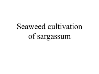 Seaweed cultivation
of sargassum
 