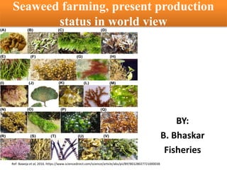 Seaweed farming, present production
status in world view
BY:
B. Bhaskar
Fisheries
Ref: Baweja et al, 2016. https://www.sciencedirect.com/science/article/abs/pii/B9780128027721000038
 
