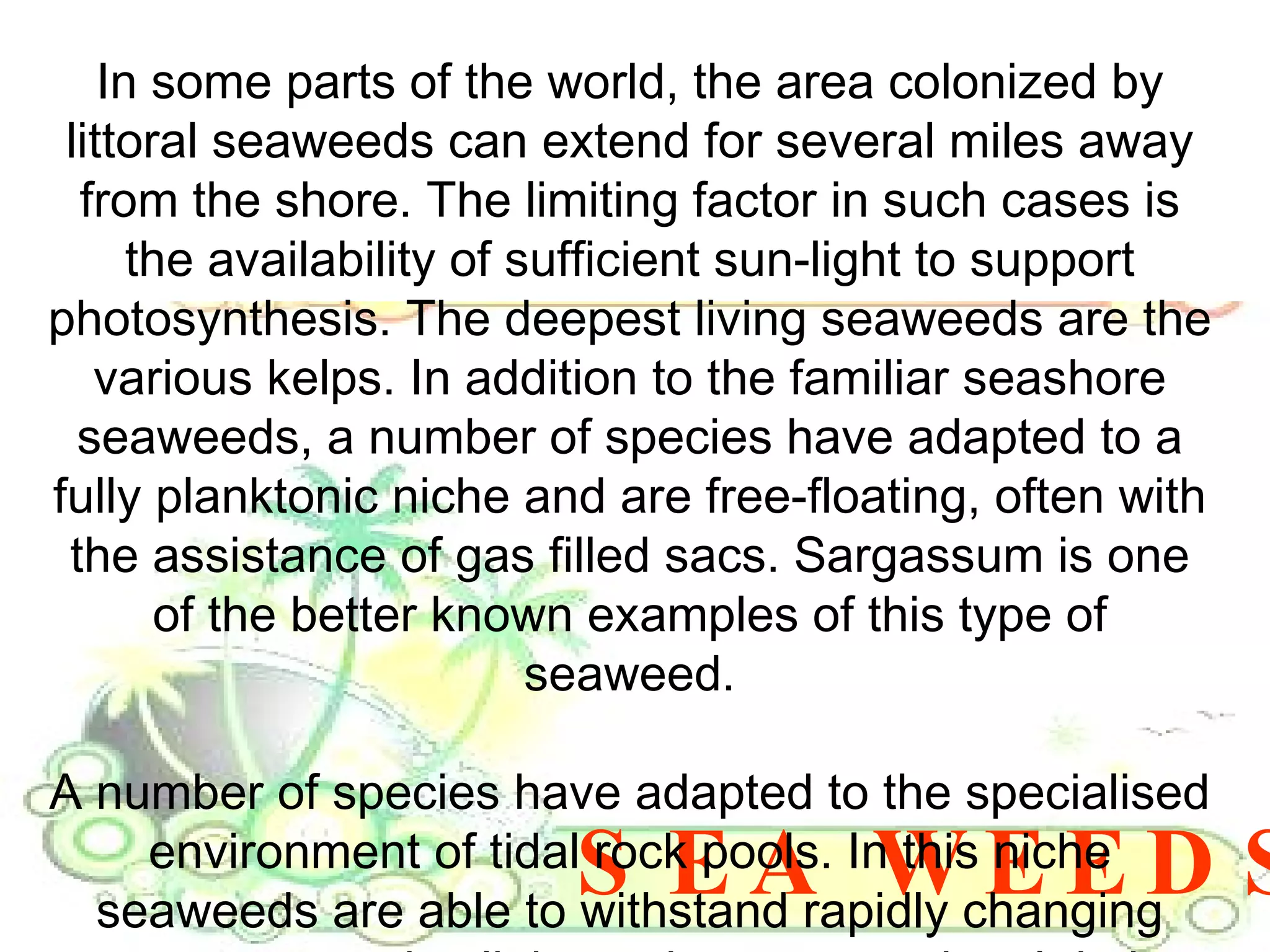 SEA WEEDS In some parts of the world, the area colonized by littoral seaweeds can extend for several miles away from the shore. The limiting factor in such cases is the availability of sufficient sun-light to support photosynthesis. The deepest living seaweeds are the various kelps. In addition to the familiar seashore seaweeds, a number of species have adapted to a fully planktonic niche and are free-floating, often with the assistance of gas filled sacs. Sargassum is one of the better known examples of this type of seaweed. A number of species have adapted to the specialised environment of tidal rock pools. In this niche seaweeds are able to withstand rapidly changing temperature and salinity and even occasional drying. 