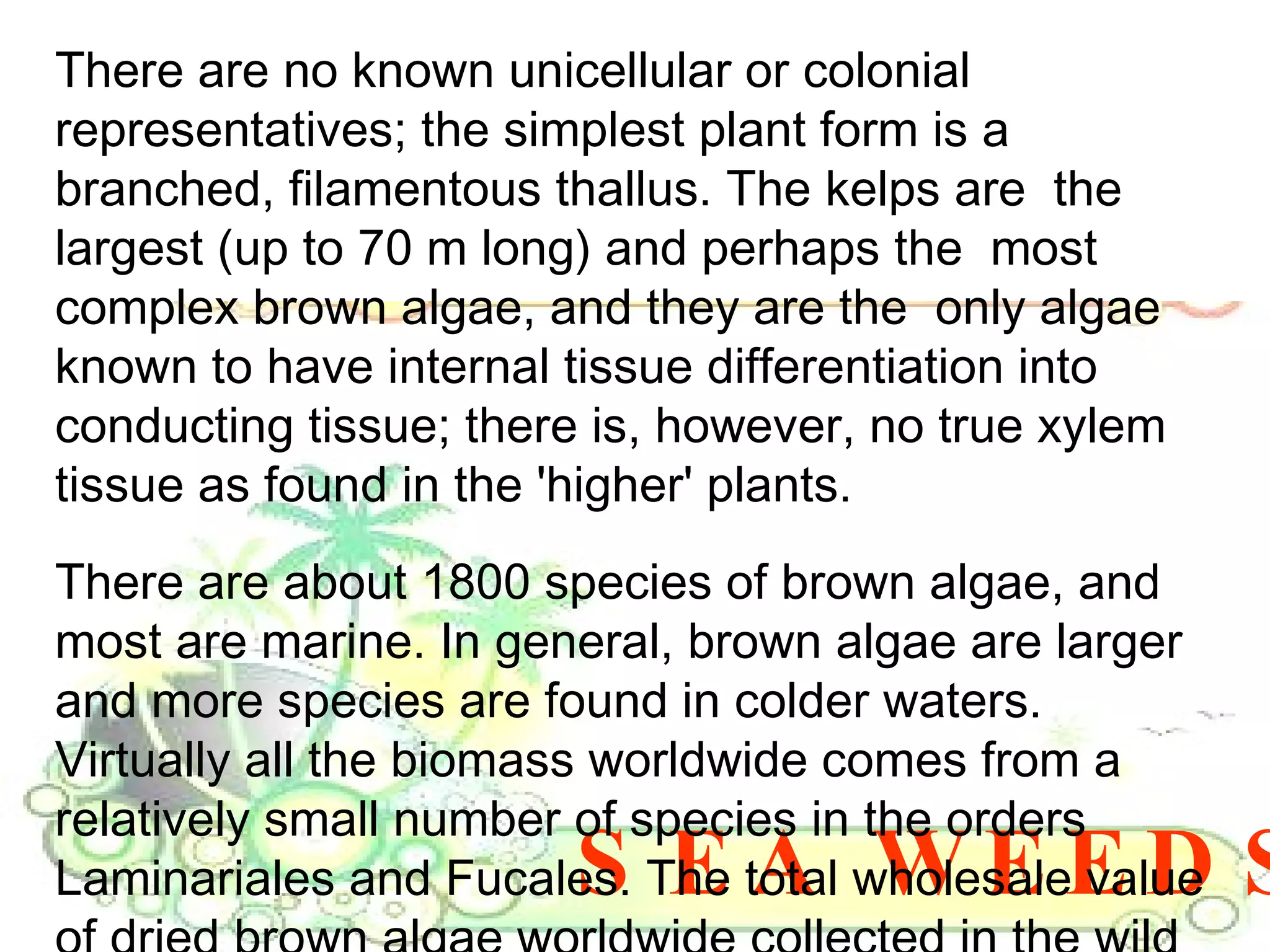 SEA WEEDS There are no known unicellular or colonial representatives; the simplest plant form is a branched, filamentous thallus. The kelps are  the largest (up to 70 m long) and perhaps the  most complex brown algae, and they are the  only algae known to have internal tissue differentiation into conducting tissue; there is, however, no true xylem tissue as found in the 'higher' plants. There are about 1800 species of brown algae, and most are marine. In general, brown algae are larger and more species are found in colder waters. Virtually all the biomass worldwide comes from a relatively small number of species in the orders Laminariales and Fucales. The total wholesale value of dried brown algae worldwide collected in the wild or cultivated is less than $100 million dollars. 