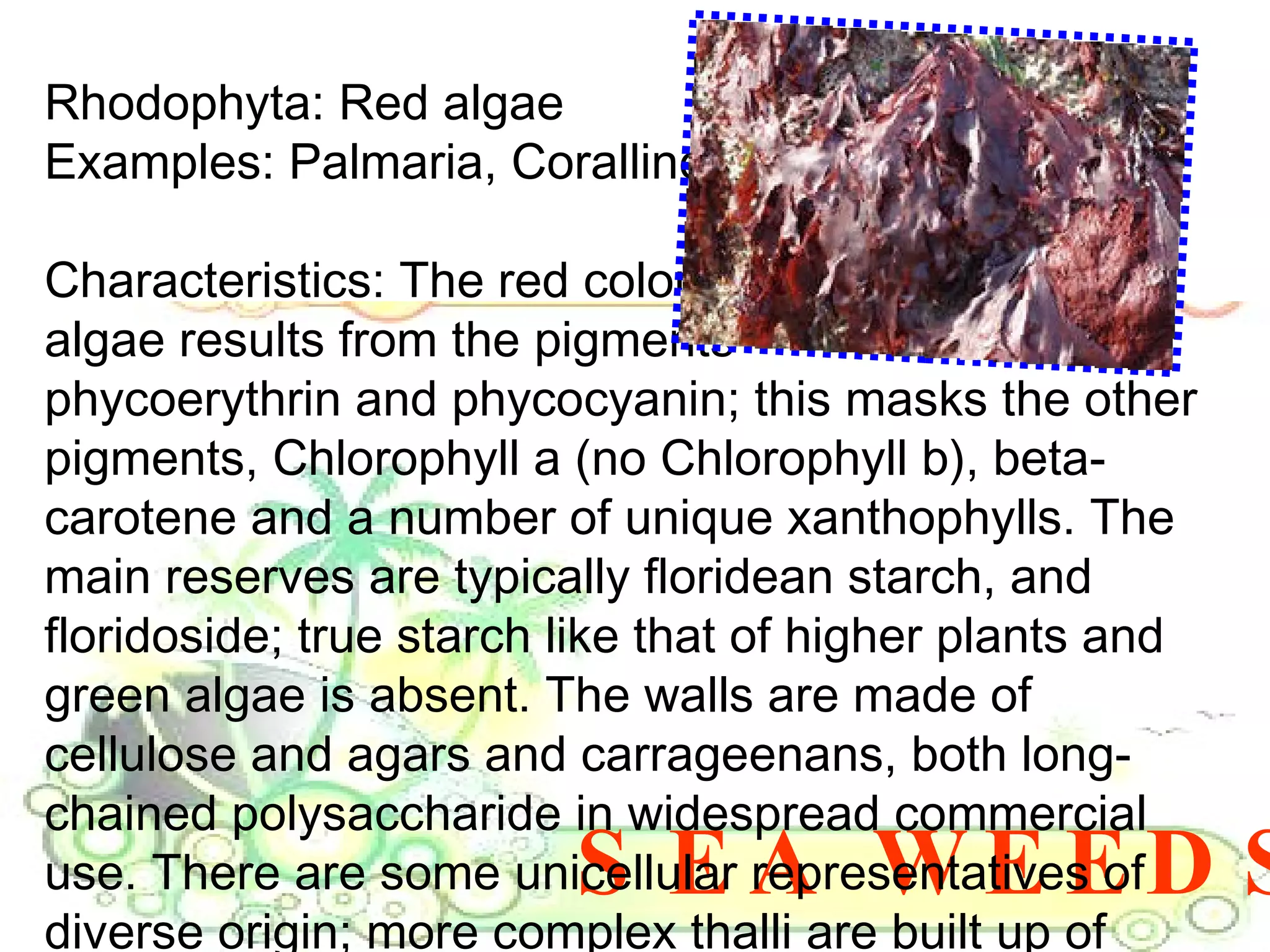 SEA WEEDS Rhodophyta: Red algae Examples: Palmaria, Coralline algae Characteristics: The red colour of these  algae results from the pigments phycoerythrin and phycocyanin; this masks the other pigments, Chlorophyll a (no Chlorophyll b), beta-carotene and a number of unique xanthophylls. The main reserves are typically floridean starch, and floridoside; true starch like that of higher plants and green algae is absent. The walls are made of cellulose and agars and carrageenans, both long-chained polysaccharide in widespread commercial use. There are some unicellular representatives of diverse origin; more complex thalli are built up of filaments. 