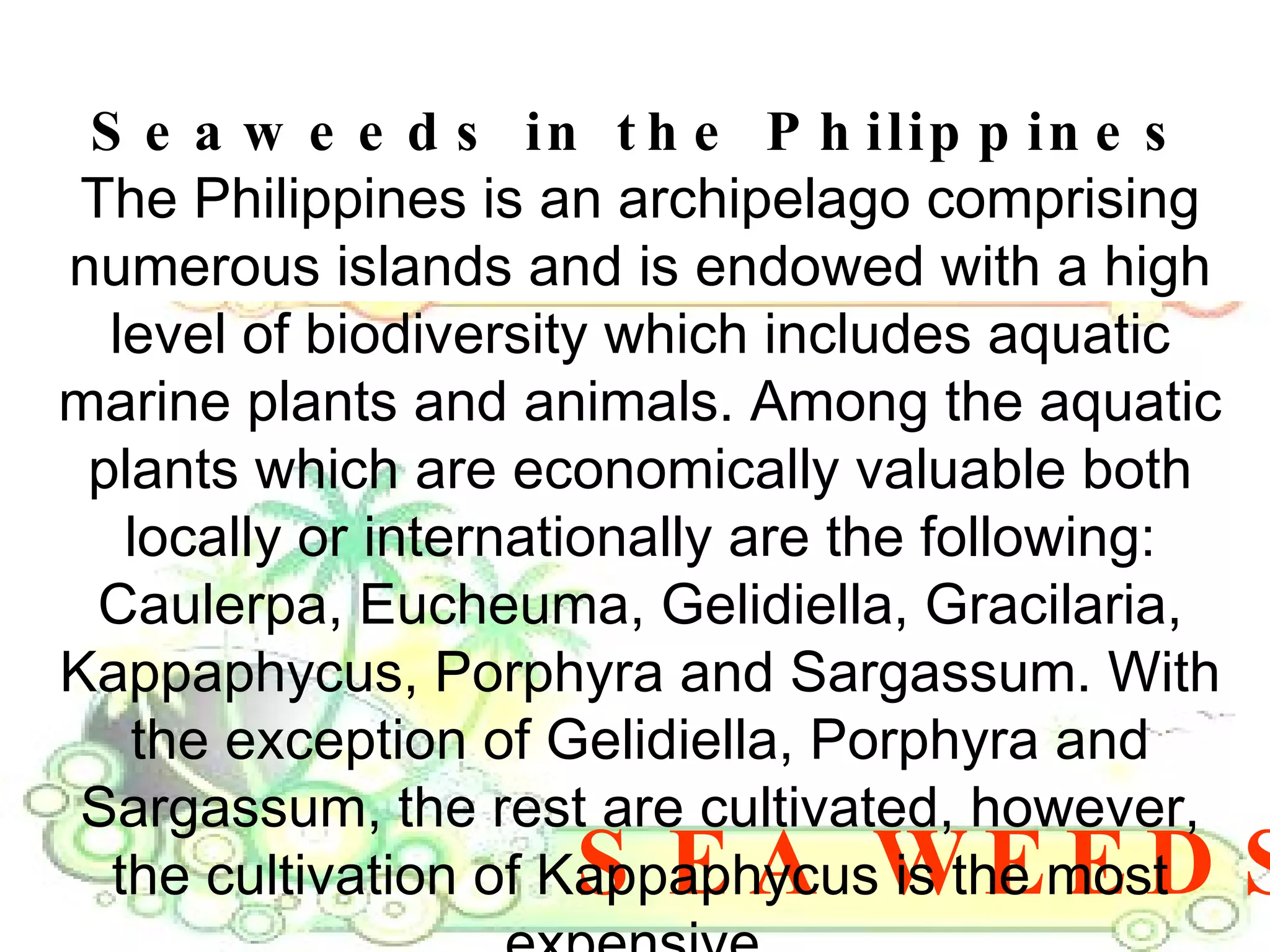 SEA WEEDS Seaweeds in the Philippines The Philippines is an archipelago comprising numerous islands and is endowed with a high level of biodiversity which includes aquatic marine plants and animals. Among the aquatic plants which are economically valuable both locally or internationally are the following: Caulerpa, Eucheuma, Gelidiella, Gracilaria, Kappaphycus, Porphyra and Sargassum. With the exception of Gelidiella, Porphyra and Sargassum, the rest are cultivated, however, the cultivation of Kappaphycus is the most expensive. 