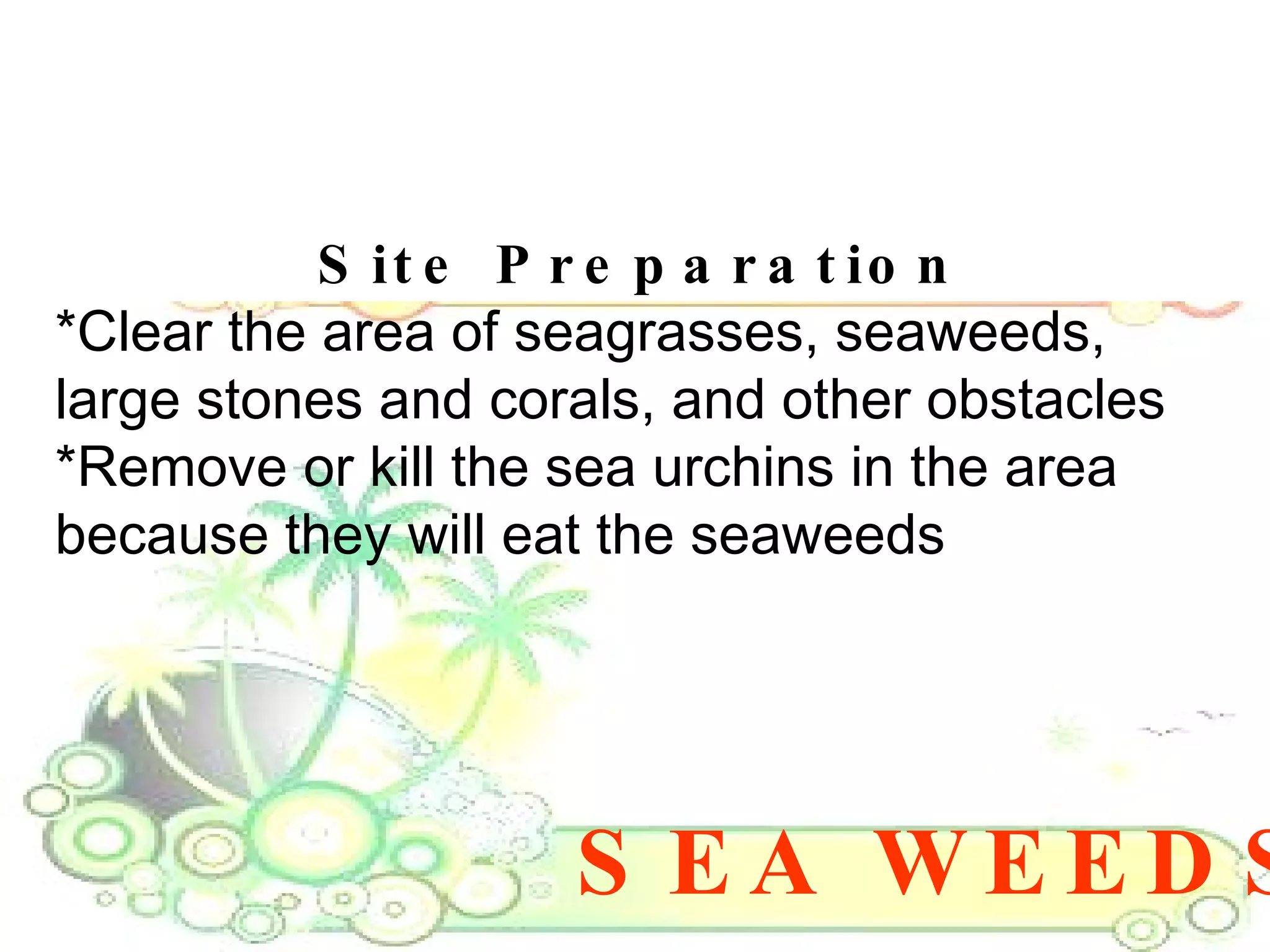 SEA WEEDS Site Preparation *Clear the area of seagrasses, seaweeds, large stones and corals, and other obstacles  *Remove or kill the sea urchins in the area because they will eat the seaweeds  
