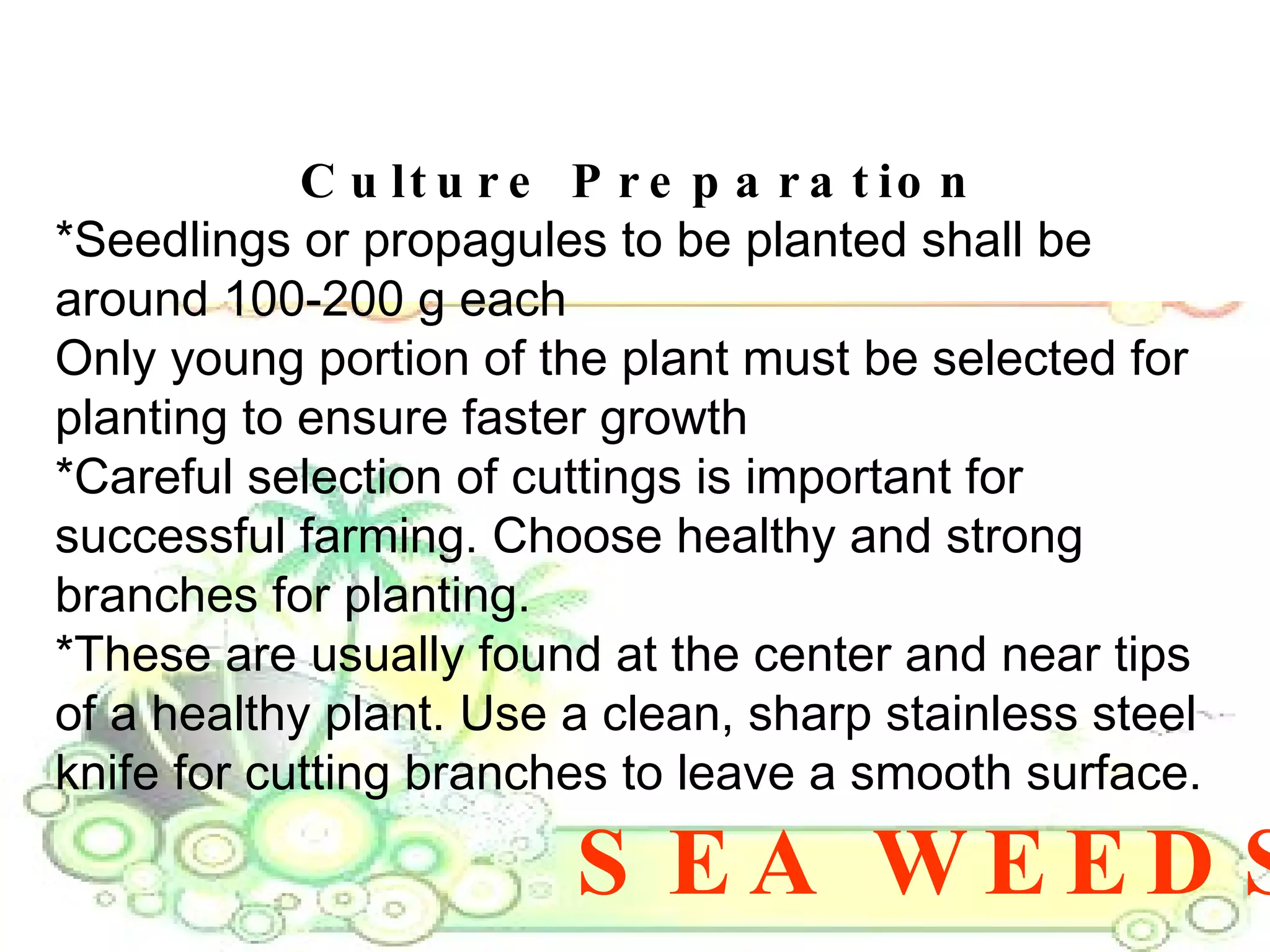 SEA WEEDS Culture Preparation *Seedlings or propagules to be planted shall be around 100-200 g each  Only young portion of the plant must be selected for planting to ensure faster growth  *Careful selection of cuttings is important for successful farming. Choose healthy and strong branches for planting.  *These are usually found at the center and near tips of a healthy plant. Use a clean, sharp stainless steel knife for cutting branches to leave a smooth surface.  
