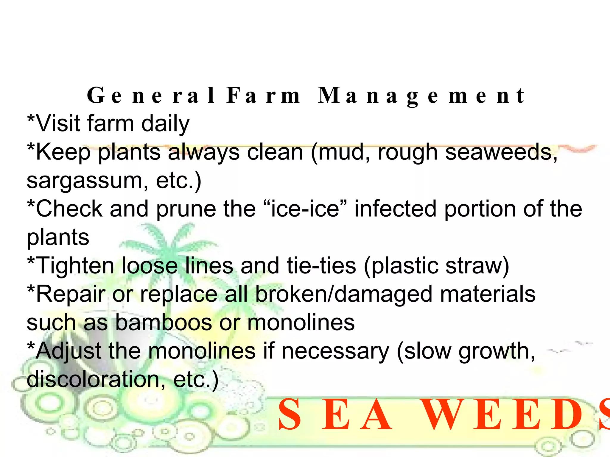SEA WEEDS General Farm Management *Visit farm daily  *Keep plants always clean (mud, rough seaweeds, sargassum, etc.)  *Check and prune the “ice-ice” infected portion of the plants  *Tighten loose lines and tie-ties (plastic straw)  *Repair or replace all broken/damaged materials such as bamboos or monolines  *Adjust the monolines if necessary (slow growth, discoloration, etc.)  