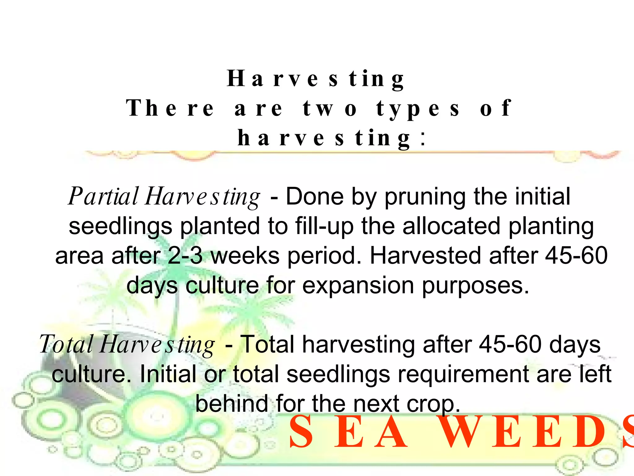 SEA WEEDS Harvesting There are two types of harvesting : Partial Harvesting  - Done by pruning the initial seedlings planted to fill-up the allocated planting area after 2-3 weeks period. Harvested after 45-60 days culture for expansion purposes.  Total Harvesting  - Total harvesting after 45-60 days culture. Initial or total seedlings requirement are left behind for the next crop.  