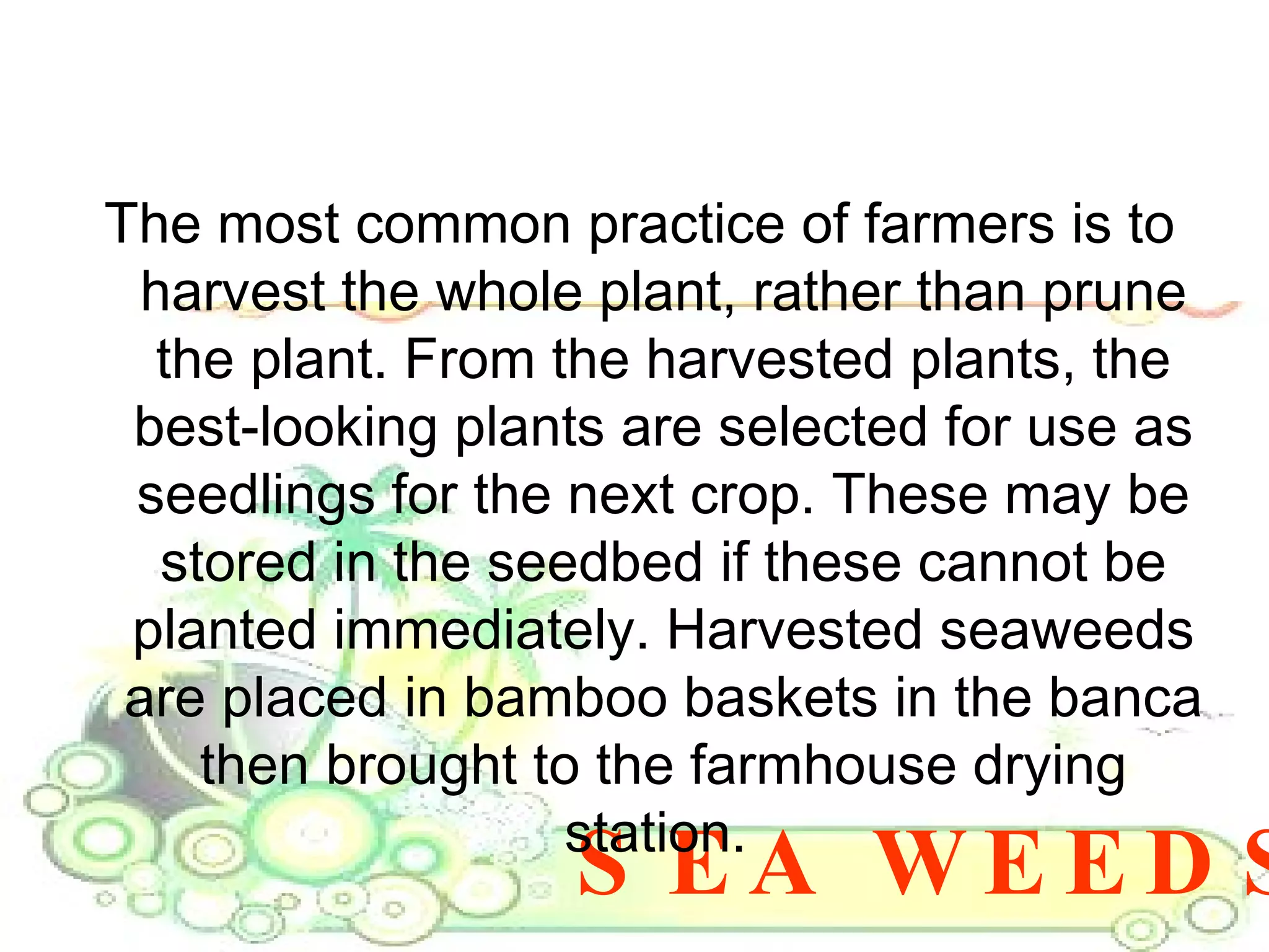 SEA WEEDS The most common practice of farmers is to harvest the whole plant, rather than prune the plant. From the harvested plants, the best-looking plants are selected for use as seedlings for the next crop. These may be stored in the seedbed if these cannot be planted immediately. Harvested seaweeds are placed in bamboo baskets in the banca then brought to the farmhouse drying station.  