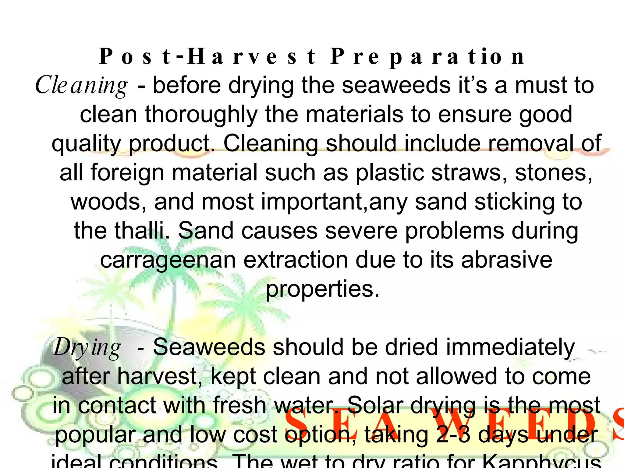 SEA WEEDS Post-Harvest Preparation Cleaning  - before drying the seaweeds it’s a must to clean thoroughly the materials to ensure good quality product. Cleaning should include removal of all foreign material such as plastic straws, stones, woods, and most important,any sand sticking to the thalli. Sand causes severe problems during carrageenan extraction due to its abrasive properties.  Drying  -  Seaweeds should be dried immediately after harvest, kept clean and not allowed to come in contact with fresh water. Solar drying is the most popular and low cost option, taking 2-3 days under ideal conditions. The wet to dry ratio for Kapphycus or  Eucheuma cottonii  is about 7:1 kilos. 