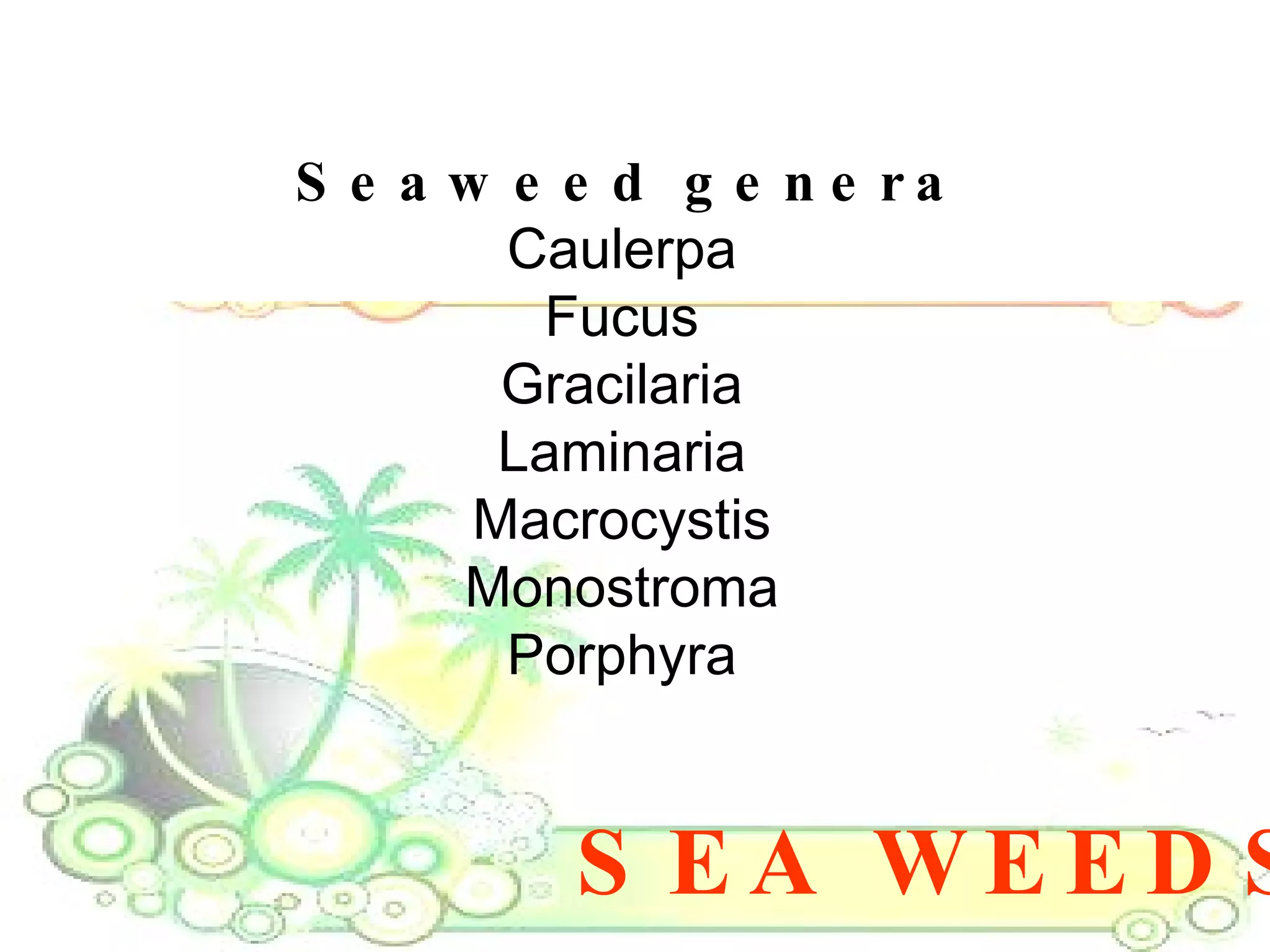 SEA WEEDS Seaweed genera Caulerpa  Fucus  Gracilaria  Laminaria  Macrocystis  Monostroma  Porphyra  