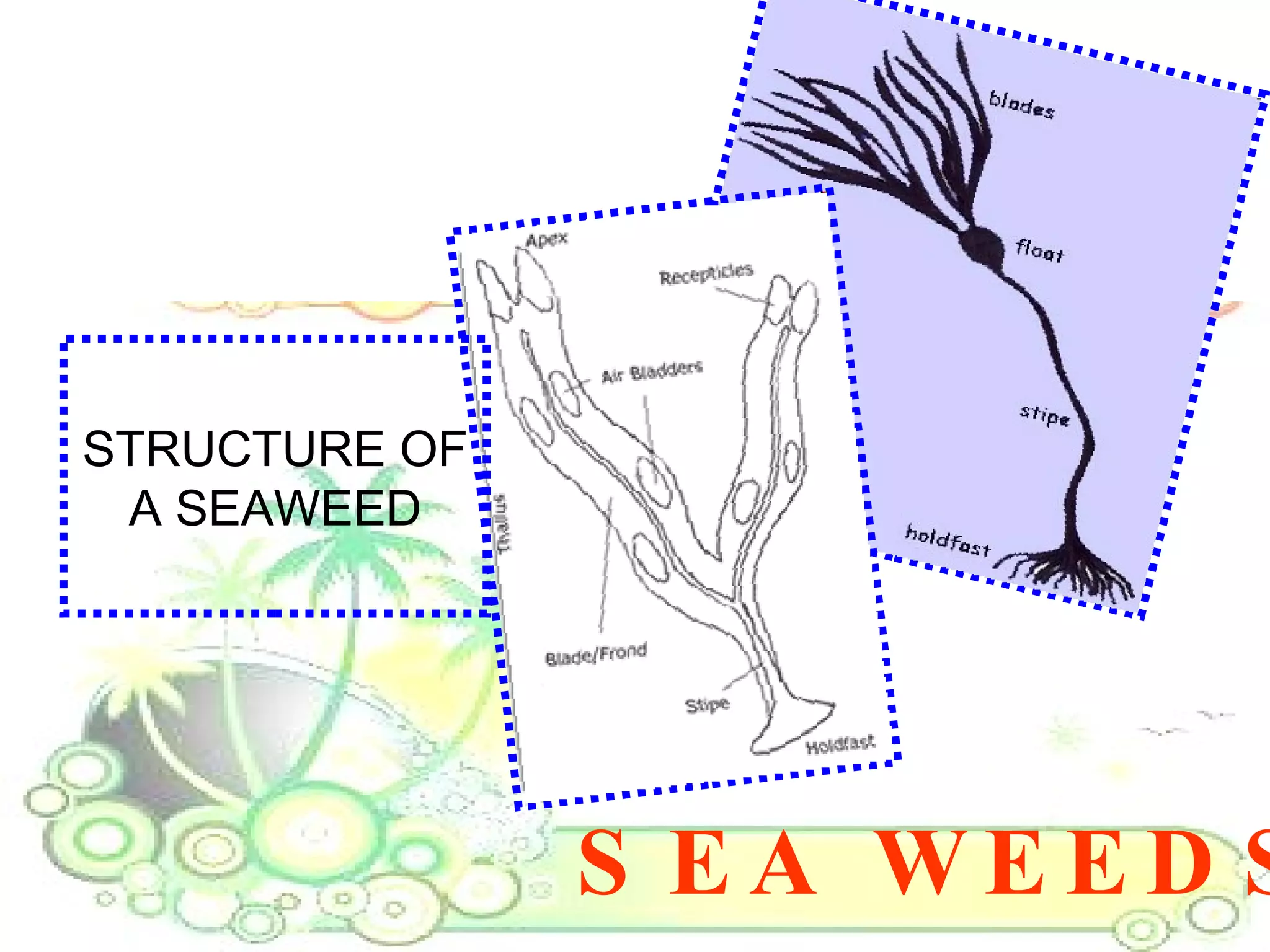 SEA WEEDS STRUCTURE OF A SEAWEED 