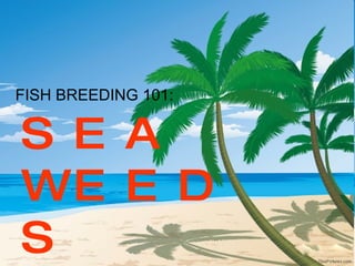 FISH BREEDING 101: SEA WEEDS 