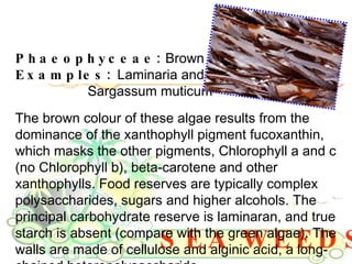 SEA WEEDS Phaeophyceae:  Brown Algae  Examples:  Laminaria and Saccharina, Fucus, Sargassum muticum The brown colour of these algae results from the dominance of the xanthophyll pigment fucoxanthin, which masks the other pigments, Chlorophyll a and c (no Chlorophyll b), beta-carotene and other xanthophylls. Food reserves are typically complex polysaccharides, sugars and higher alcohols. The principal carbohydrate reserve is laminaran, and true starch is absent (compare with the green algae). The walls are made of cellulose and alginic acid, a long-chained heteropolysaccharide.  
