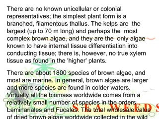 SEA WEEDS There are no known unicellular or colonial representatives; the simplest plant form is a branched, filamentous thallus. The kelps are  the largest (up to 70 m long) and perhaps the  most complex brown algae, and they are the  only algae known to have internal tissue differentiation into conducting tissue; there is, however, no true xylem tissue as found in the 'higher' plants. There are about 1800 species of brown algae, and most are marine. In general, brown algae are larger and more species are found in colder waters. Virtually all the biomass worldwide comes from a relatively small number of species in the orders Laminariales and Fucales. The total wholesale value of dried brown algae worldwide collected in the wild or cultivated is less than $100 million dollars. 