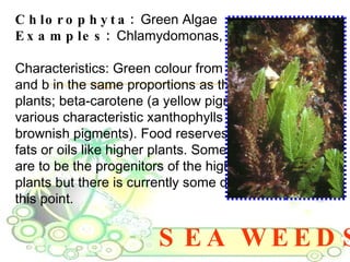 SEA WEEDS Chlorophyta:  Green Algae Examples:  Chlamydomonas, Spirogyra, Ulva. Characteristics: Green colour from chlorophyll a  and b in the same proportions as the 'higher'  plants; beta-carotene (a yellow pigment); and  various characteristic xanthophylls (yellowish or  brownish pigments). Food reserves starch, some  fats or oils like higher plants. Some green algae  are to be the progenitors of the higher green  plants but there is currently some debate on  this point. 