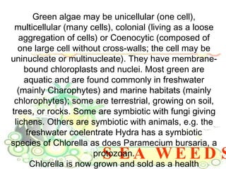 SEA WEEDS Green algae may be unicellular (one cell), multicellular (many cells), colonial (living as a loose aggregation of cells) or Coenocytic (composed of one large cell without cross-walls; the cell may be uninucleate or multinucleate). They have membrane-bound chloroplasts and nuclei. Most green are aquatic and are found commonly in freshwater (mainly Charophytes) and marine habitats (mainly chlorophytes); some are terrestrial, growing on soil, trees, or rocks. Some are symbiotic with fungi giving lichens. Others are symbiotic with animals, e.g. the freshwater coelentrate Hydra has a symbiotic species of Chlorella as does Paramecium bursaria, a protozoan. Chlorella is now grown and sold as a health supplement and Dunaliella is grown as a source of beta-carotene.  