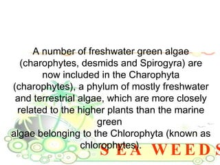 SEA WEEDS A number of freshwater green algae (charophytes, desmids and Spirogyra) are now included in the Charophyta (charophytes), a phylum of mostly freshwater and terrestrial algae, which are more closely related to the higher plants than the marine green  algae belonging to the Chlorophyta (known as chlorophytes). 