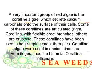 SEA WEEDS A very important group of red algae is the coralline algae, which secrete calcium carbonate onto the surface of their cells. Some of these corallines are articulated (right, Corallina, with flexible erect branches; others are crustose. These corallines have been used in bone-replacement therapies. Coralline algae were used in ancient times as vermifuges, thus the binomial Corallina officinalis. 