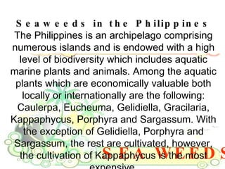 SEA WEEDS Seaweeds in the Philippines The Philippines is an archipelago comprising numerous islands and is endowed with a high level of biodiversity which includes aquatic marine plants and animals. Among the aquatic plants which are economically valuable both locally or internationally are the following: Caulerpa, Eucheuma, Gelidiella, Gracilaria, Kappaphycus, Porphyra and Sargassum. With the exception of Gelidiella, Porphyra and Sargassum, the rest are cultivated, however, the cultivation of Kappaphycus is the most expensive. 