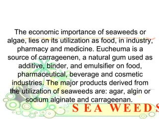 SEA WEEDS The economic importance of seaweeds or algae, lies on its utilization as food, in industry, pharmacy and medicine. Eucheuma is a source of carrageenen, a natural gum used as additive, binder, and emulsifier on food, pharmaceutical, beverage and cosmetic industries. The major products derived from the utilization of seaweeds are: agar, algin or sodium alginate and carrageenan.  