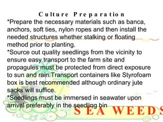 SEA WEEDS Culture Preparation *Prepare the necessary materials such as banca, anchors, soft ties, nylon ropes and then install the needed structures whether stalking or floating method prior to planting.  *Source out quality seedlings from the vicinity to ensure easy transport to the farm site and propagules must be protected from direct exposure to sun and rain.Transport containers like Styrofoam box is best recommended although ordinary jute sacks will suffice.  *Seedlings must be immersed in seawater upon arrival preferably in the seedling bin 