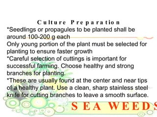 SEA WEEDS Culture Preparation *Seedlings or propagules to be planted shall be around 100-200 g each  Only young portion of the plant must be selected for planting to ensure faster growth  *Careful selection of cuttings is important for successful farming. Choose healthy and strong branches for planting.  *These are usually found at the center and near tips of a healthy plant. Use a clean, sharp stainless steel knife for cutting branches to leave a smooth surface.  
