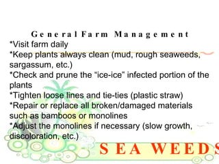 SEA WEEDS General Farm Management *Visit farm daily  *Keep plants always clean (mud, rough seaweeds, sargassum, etc.)  *Check and prune the “ice-ice” infected portion of the plants  *Tighten loose lines and tie-ties (plastic straw)  *Repair or replace all broken/damaged materials such as bamboos or monolines  *Adjust the monolines if necessary (slow growth, discoloration, etc.)  