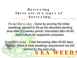 SEA WEEDS Harvesting There are two types of harvesting : Partial Harvesting  - Done by pruning the initial seedlings planted to fill-up the allocated planting area after 2-3 weeks period. Harvested after 45-60 days culture for expansion purposes.  Total Harvesting  - Total harvesting after 45-60 days culture. Initial or total seedlings requirement are left behind for the next crop.  