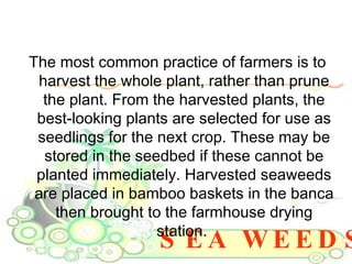 SEA WEEDS The most common practice of farmers is to harvest the whole plant, rather than prune the plant. From the harvested plants, the best-looking plants are selected for use as seedlings for the next crop. These may be stored in the seedbed if these cannot be planted immediately. Harvested seaweeds are placed in bamboo baskets in the banca then brought to the farmhouse drying station.  