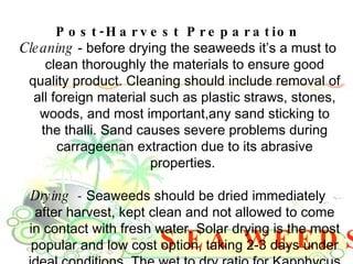 SEA WEEDS Post-Harvest Preparation Cleaning  - before drying the seaweeds it’s a must to clean thoroughly the materials to ensure good quality product. Cleaning should include removal of all foreign material such as plastic straws, stones, woods, and most important,any sand sticking to the thalli. Sand causes severe problems during carrageenan extraction due to its abrasive properties.  Drying  -  Seaweeds should be dried immediately after harvest, kept clean and not allowed to come in contact with fresh water. Solar drying is the most popular and low cost option, taking 2-3 days under ideal conditions. The wet to dry ratio for Kapphycus or  Eucheuma cottonii  is about 7:1 kilos. 