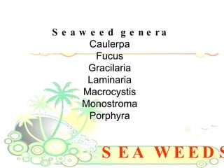SEA WEEDS Seaweed genera Caulerpa  Fucus  Gracilaria  Laminaria  Macrocystis  Monostroma  Porphyra  