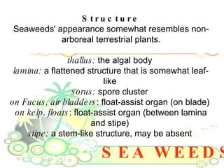 SEA WEEDS Structure Seaweeds' appearance somewhat resembles non-arboreal terrestrial plants. thallus:  the algal body  lam...
