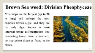 10
•The kelps are the largest (up to 70
m long) and perhaps the most
complex brown algae, and they are
the only algae known to have
internal tissue differentiation into
conducting tissue; there is, however,
no true xylem tissue as found in the
plants.
Brown Sea weed: Division Pheophyceae
 