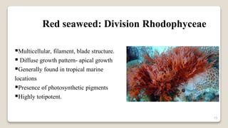 13
Red seaweed: Division Rhodophyceae
Multicellular, filament, blade structure.
 Diffuse growth pattern- apical growth
Generally found in tropical marine
locations
Presence of photosynthetic pigments
Highly totipotent.
 