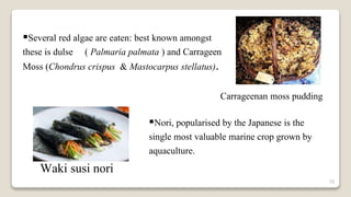 15
Several red algae are eaten: best known amongst
these is dulse ( Palmaria palmata ) and Carrageen
Moss (Chondrus crispus & Mastocarpus stellatus).
Carrageenan moss pudding
Nori, popularised by the Japanese is the
single most valuable marine crop grown by
aquaculture.
Waki susi nori
 