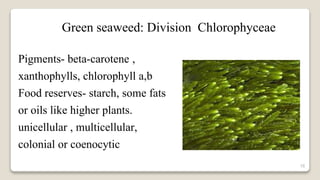 16
Pigments- beta-carotene ,
xanthophylls, chlorophyll a,b
Food reserves- starch, some fats
or oils like higher plants.
unicellular , multicellular,
colonial or coenocytic
Green seaweed: Division Chlorophyceae
 