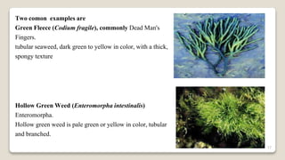 17
Two comon examples are
Green Fleece (Codium fragile), commonly Dead Man's
Fingers.
tubular seaweed, dark green to yellow in color, with a thick,
spongy texture
Hollow Green Weed (Enteromorpha intestinalis)
Enteromorpha.
Hollow green weed is pale green or yellow in color, tubular
and branched.
 