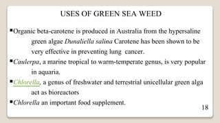18
Organic beta-carotene is produced in Australia from the hypersaline
green algae Dunaliella salina Carotene has been shown to be
very effective in preventing lung cancer.
Caulerpa, a marine tropical to warm-temperate genus, is very popular
in aquaria.
Chlorella, a genus of freshwater and terrestrial unicellular green alga
act as bioreactors
Chlorella an important food supplement.
USES OF GREEN SEA WEED
 