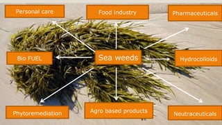 20
Food industry Pharmaceuticals
Hydrocolloids
Neutraceuticals
Agro based productsPhytoremediation
Bio FUEL
Personal care
Sea weeds
 