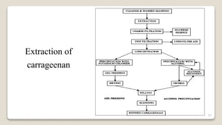 31
Extraction of
carrageenan
 