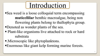 4
Sea weed is a loose colloquial term encompassing
muticellilar benthic macroalgae, being non
flowering plants belong to thallophyta group.
Denoted as wonder plants of the sea.
 Plant-like organisms live attached to rock or hard
substrata
.Microscopic like phytoplanktons.
Enormous like giant kelp forming marine forests.
Introduction
 