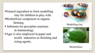 48
Natural ingredient to form modelling
clay for children to play with.
Biofertilizer component in organic
farming.
 Substrate for precipitin reactions
in immunology.
Agar is also employed in paper and
textile industries as finishing and
sizing agents.
Modelling clay
Biofertilizer
 