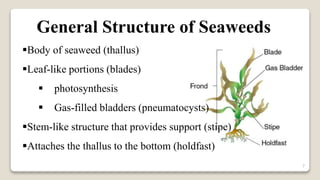 7
General Structure of Seaweeds
Body of seaweed (thallus)
Leaf-like portions (blades)
 photosynthesis
 Gas-filled bladders (pneumatocysts)
Stem-like structure that provides support (stipe)
Attaches the thallus to the bottom (holdfast)
 