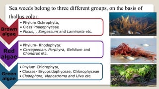 8
Sea weeds belong to three different groups, on the basis of
thallus color,
Brown
algae
• Phylum Ochrophyta,
• Class Phaeophyceae
• Fucus, , Sargassum and Laminaria etc.
Red
algae
• Phylum- Rhodophyta;
• Carrageenan, Porphyra, Gelidium and
Chondrus etc.
Green
algae
• Phylum Chlorophyta,
• Classes- Bryopsidophyceae, Chlorophyceae
• Cladophora, Monostroma and Ulva etc.
 