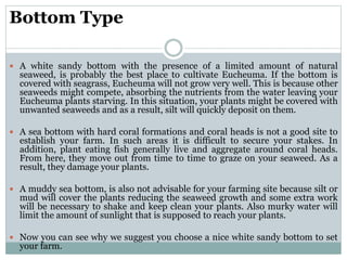 Bottom Type
 A white sandy bottom with the presence of a limited amount of natural
seaweed, is probably the best place to cultivate Eucheuma. If the bottom is
covered with seagrass, Eucheuma will not grow very well. This is because other
seaweeds might compete, absorbing the nutrients from the water leaving your
Eucheuma plants starving. In this situation, your plants might be covered with
unwanted seaweeds and as a result, silt will quickly deposit on them.
 A sea bottom with hard coral formations and coral heads is not a good site to
establish your farm. In such areas it is difficult to secure your stakes. In
addition, plant eating fish generally live and aggregate around coral heads.
From here, they move out from time to time to graze on your seaweed. As a
result, they damage your plants.
 A muddy sea bottom, is also not advisable for your farming site because silt or
mud will cover the plants reducing the seaweed growth and some extra work
will be necessary to shake and keep clean your plants. Also murky water will
limit the amount of sunlight that is supposed to reach your plants.
 Now you can see why we suggest you choose a nice white sandy bottom to set
your farm.
 