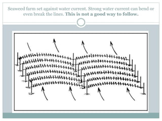 Seaweed farm set against water current. Strong water current can bend or
even break the lines. This is not a good way to follow.
 