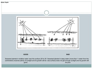 GOOD BAD
Seaweed planted in shallow water near the surface (30 to 50
centimeters) receives plenty of sunlight and its growth will be
good.
Seaweed planted in deep water (more than 1 meter from the
sea surface) does not get enough sunlight and its growth will
be poor.
Water Depth
 
