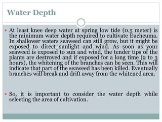 Water Depth
 At least knee deep water at spring low tide (0.5 meter) is
the minimum water depth required to cultivate Eucheuma.
In shallower waters seaweed can still grow, but it might be
exposed to direct sunlight and wind. As soon as your
seaweed is exposed to sun and wind, the tender tips of the
plants are destroyed and if exposed for a long time (2 to 3
hours), the whitening of the branches can be seen. This will
indicate that part of the seaweed has been killed. Eventually
branches will break and drift away from the whitened area.
 So, it is important to consider the water depth while
selecting the area of cultivation.
 